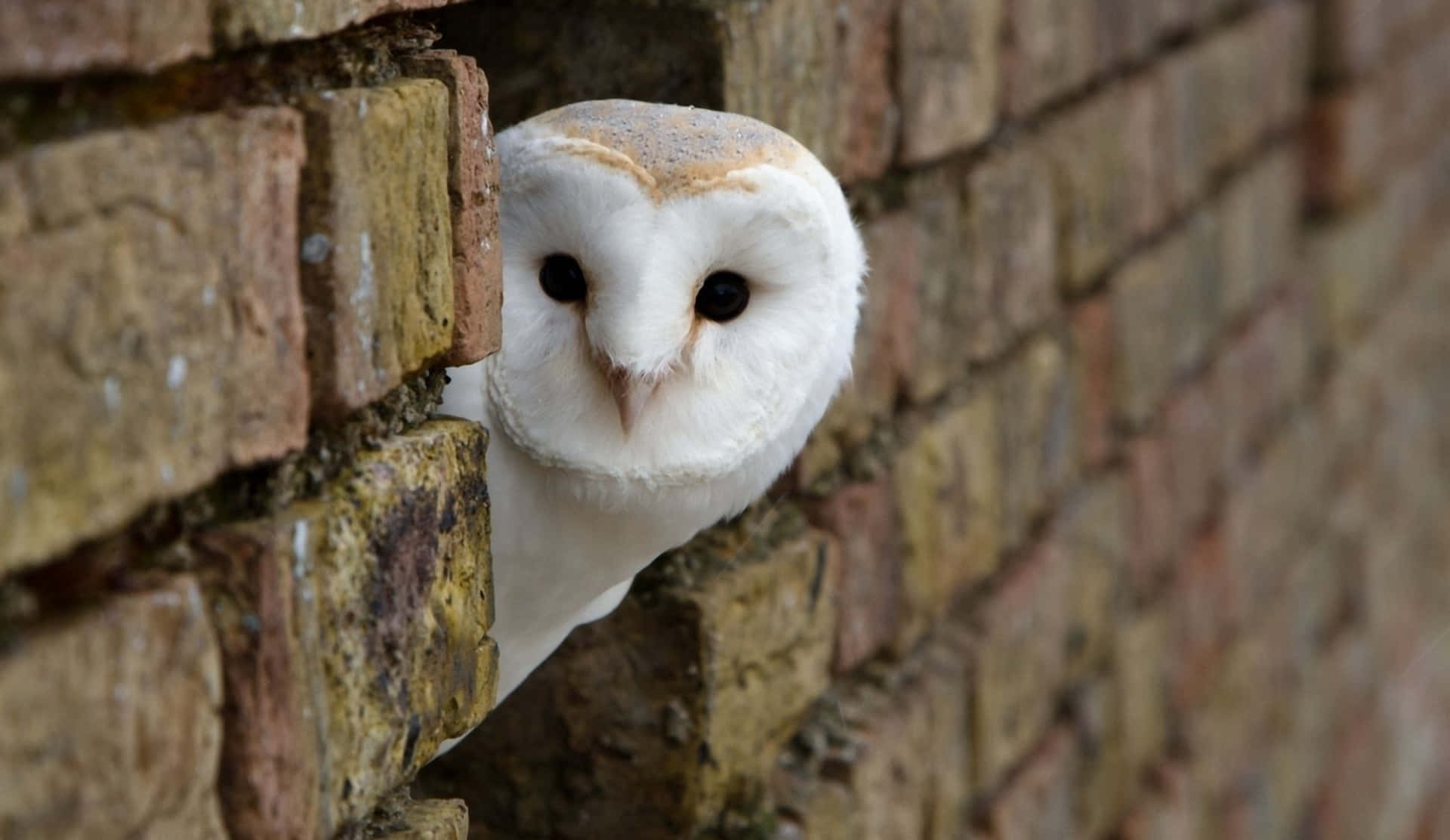 Funny Owl Peeking Out Of Brick Wall Picture