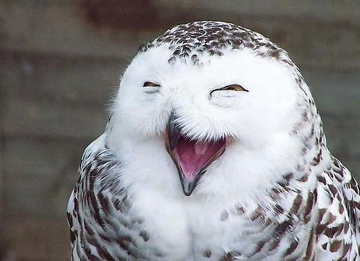 Witzigesbild Eines Weißen Vogels, Der Lacht - Lustige Eulen-bild