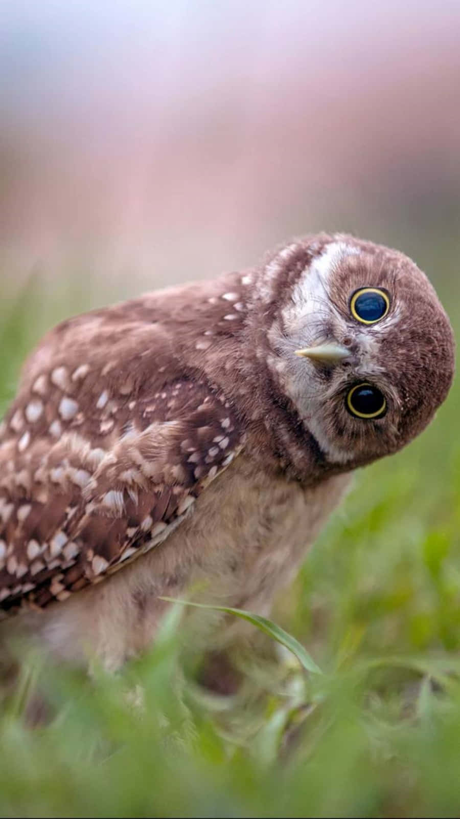 Funny Owl Tilting Head On Grass Picture