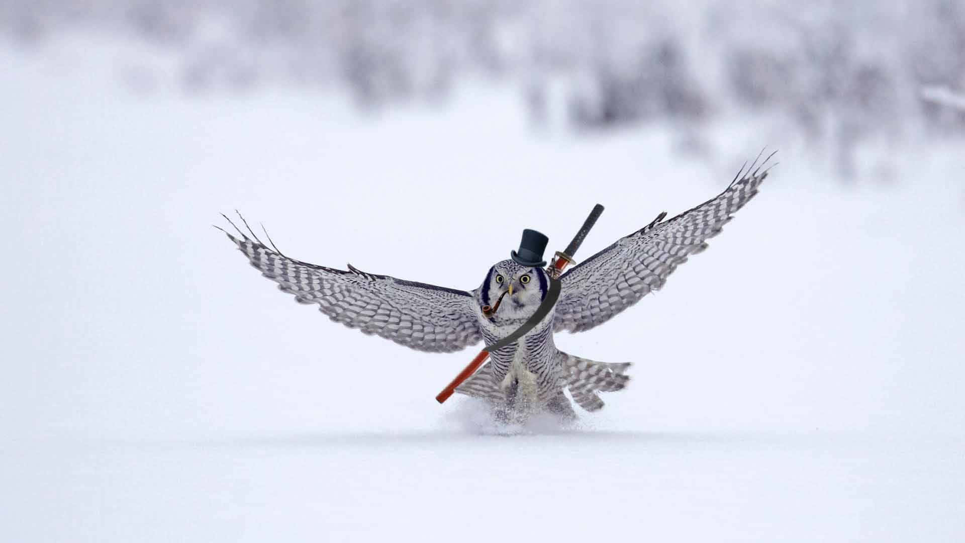 Divertidaimagen De Un Búho Con Espada Volando Sobre La Nieve.