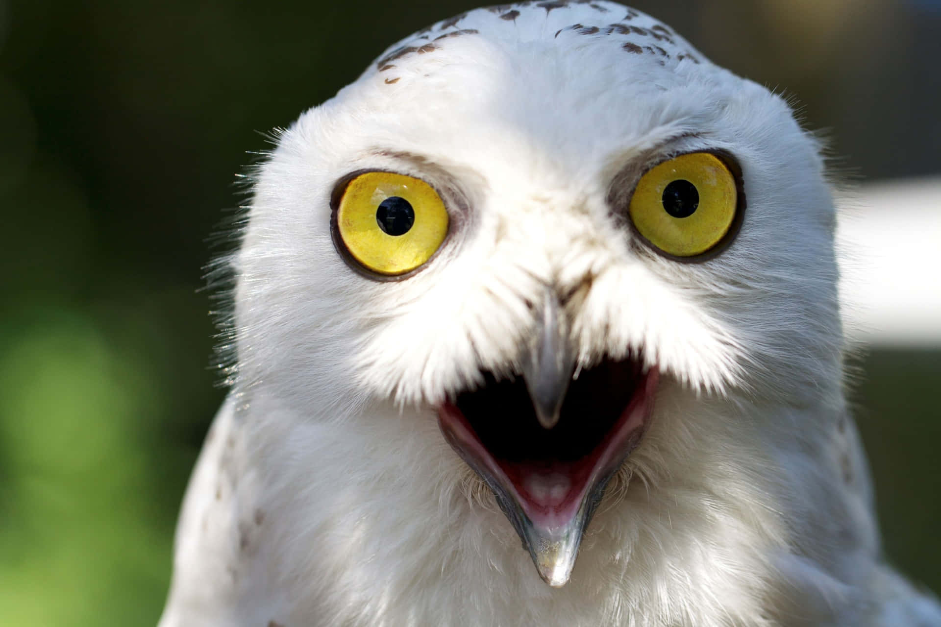 Funny Owl Shocked With Open Beak Picture