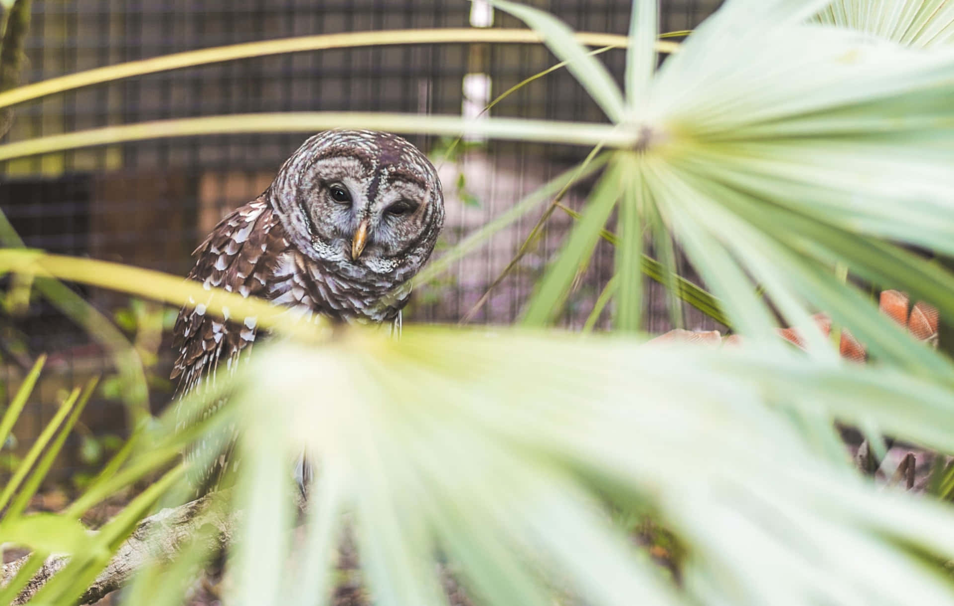 Funny Owl With Plant Leaves Picture