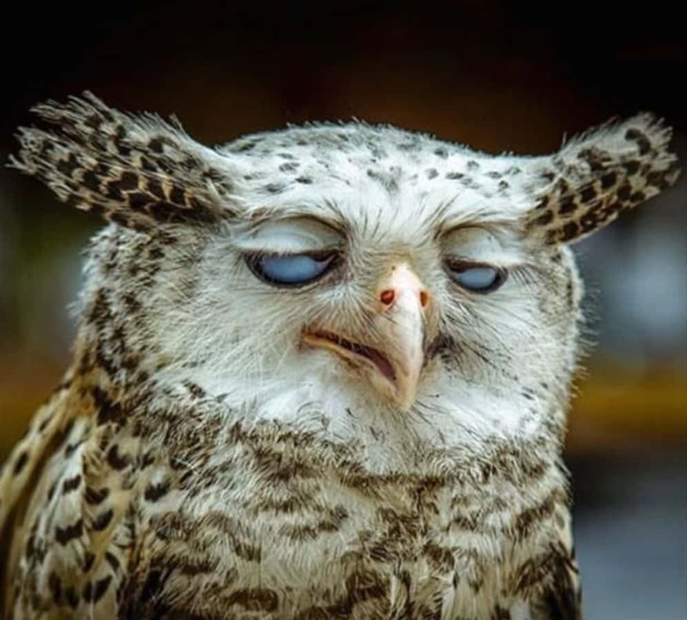 Funny Owl Annoyed Face Picture