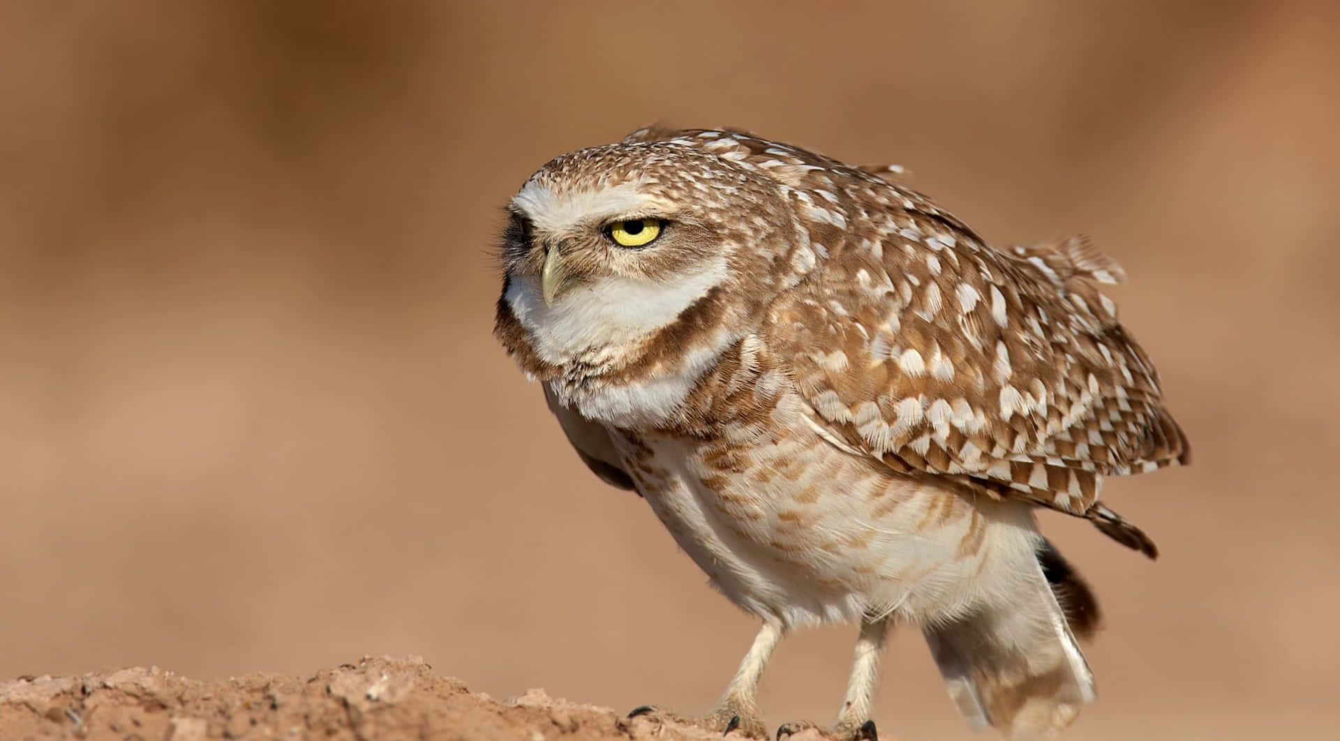 Funny Owl Brown Aesthetic Annoyed Picture