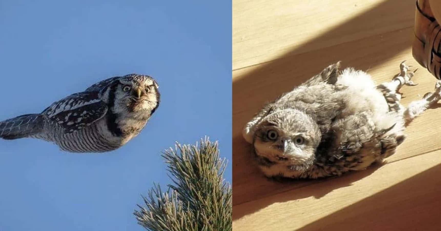 Funny Owl Laying Down Split-screen Picture