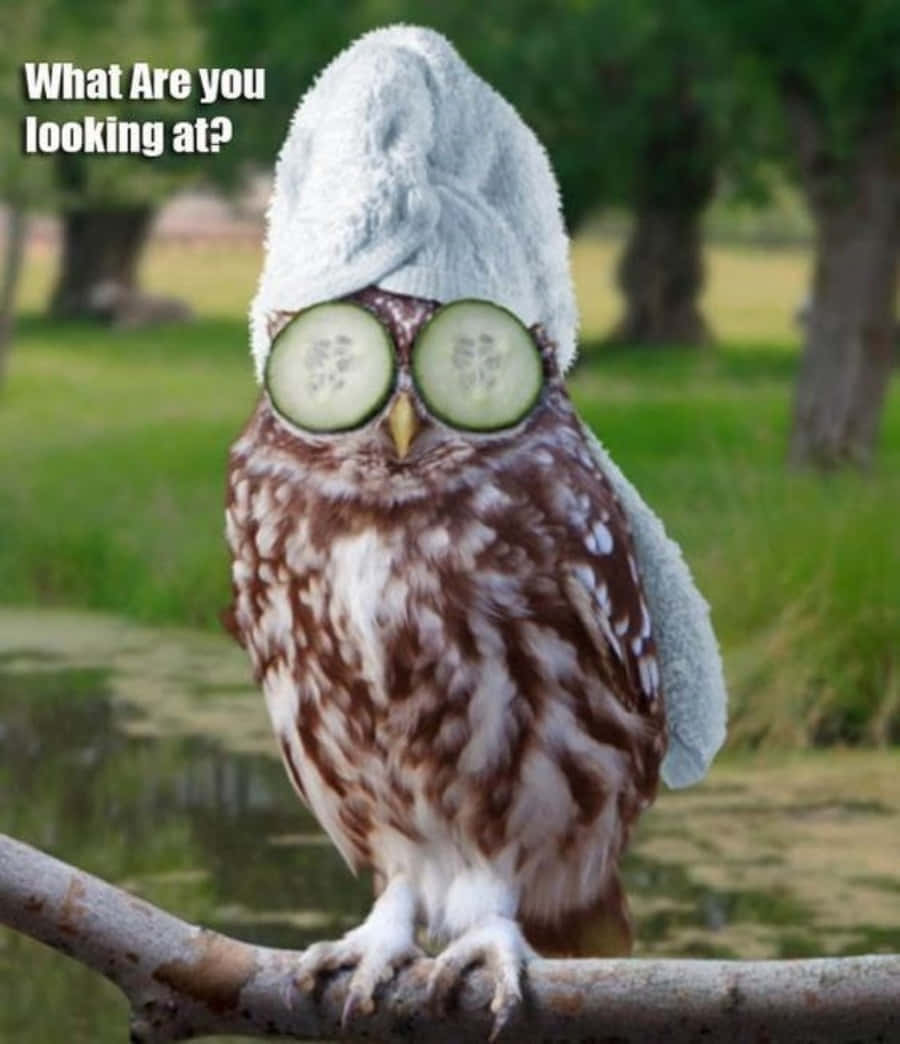 Funny Owl In Spa Costume Picture