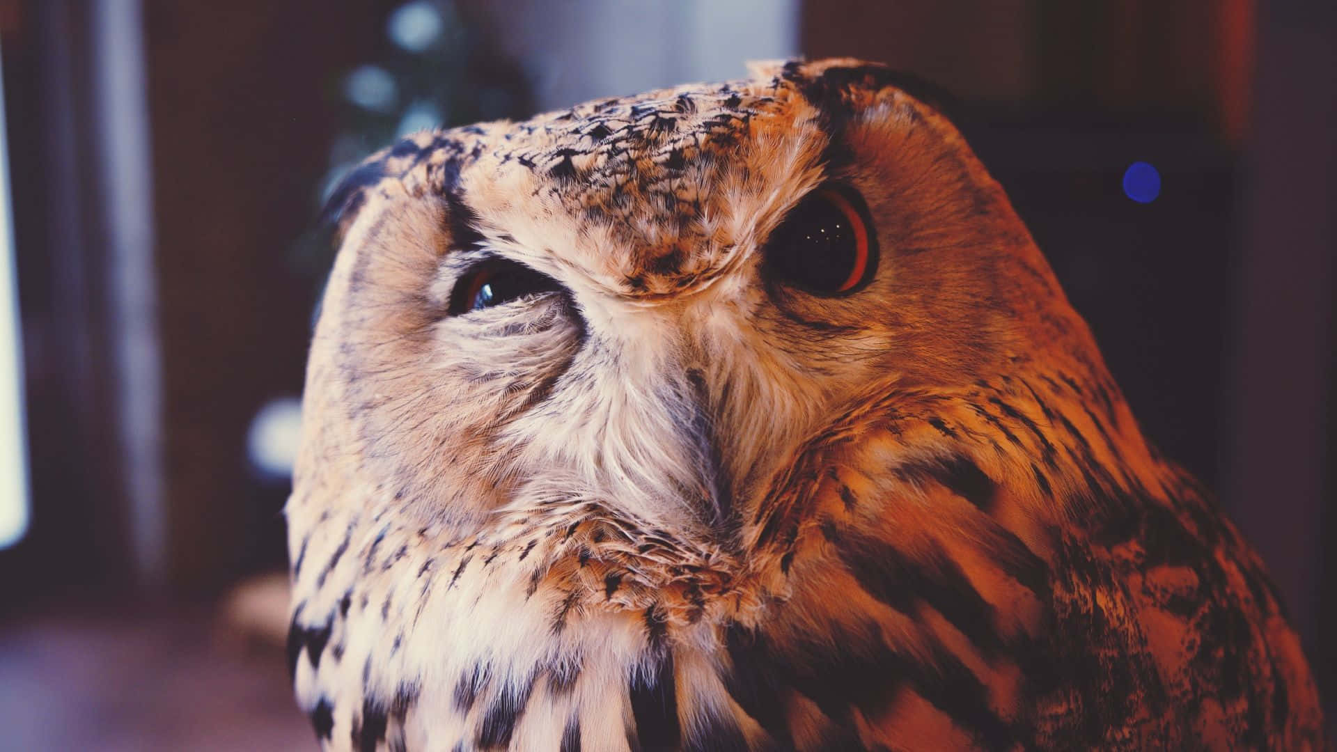 Funny Owl Eye Twitching Picture