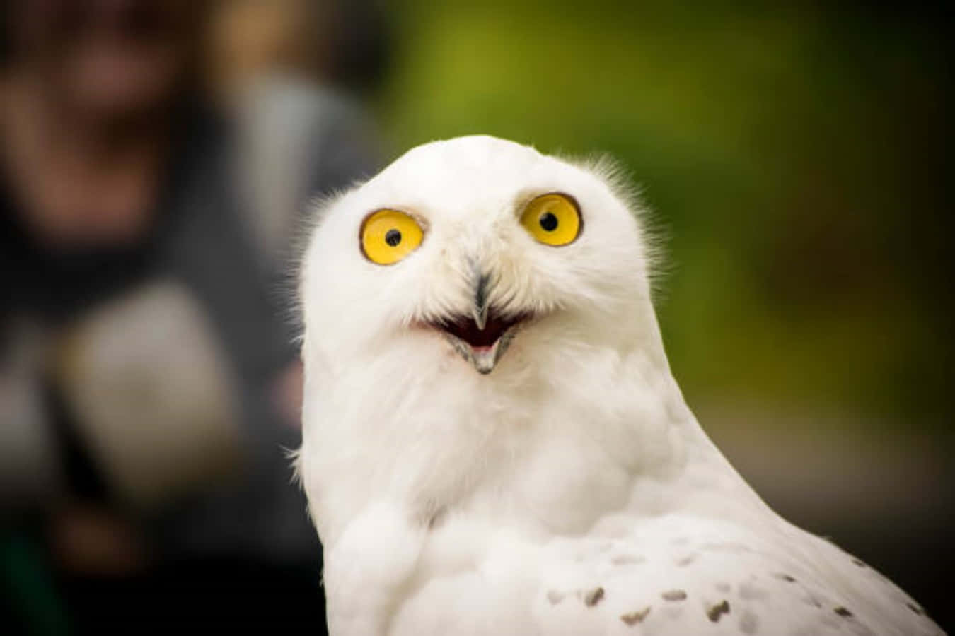 Funny Owl Shocked Face Picture