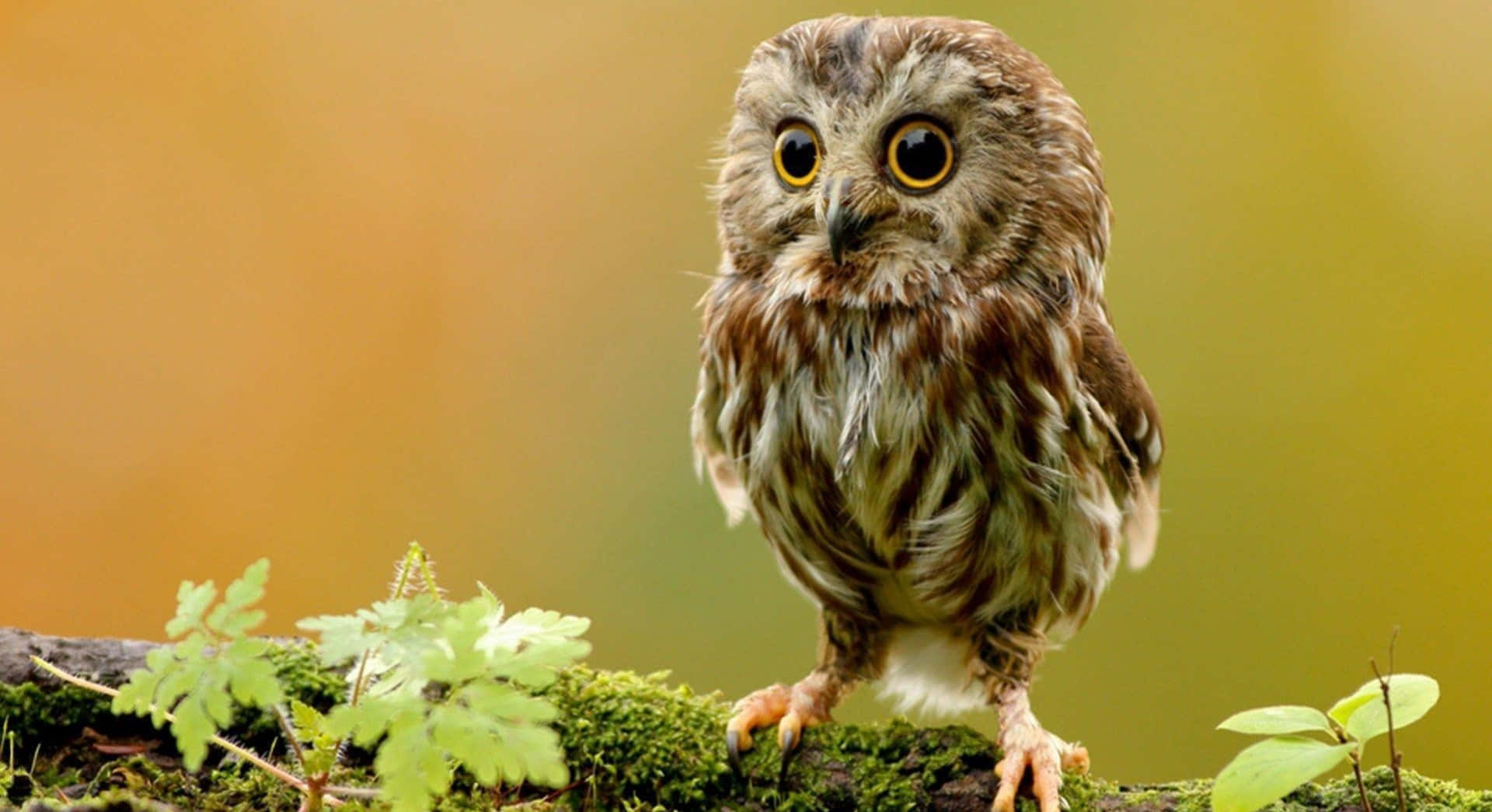 Funny Owl On Mossy Tree Branch Picture