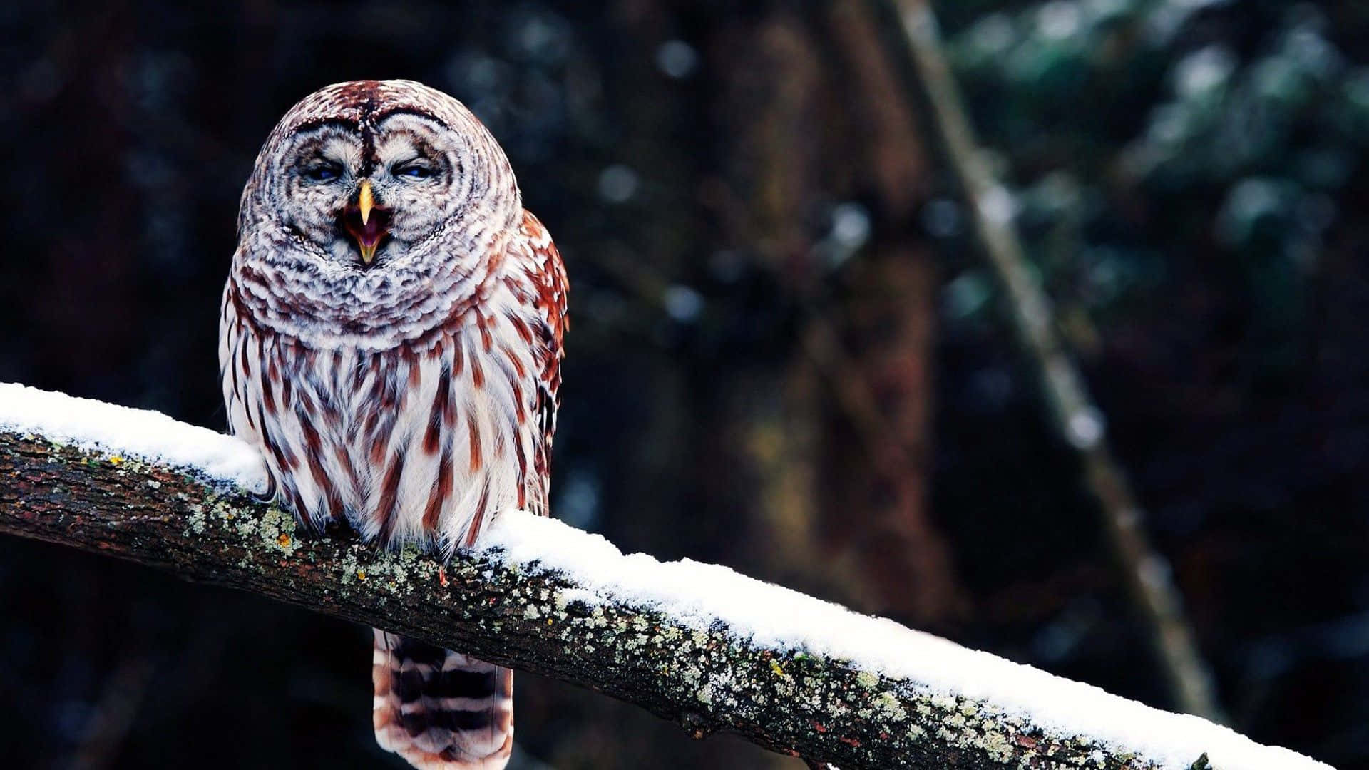 Funny Owl On Tree Branch With Snow Pictures