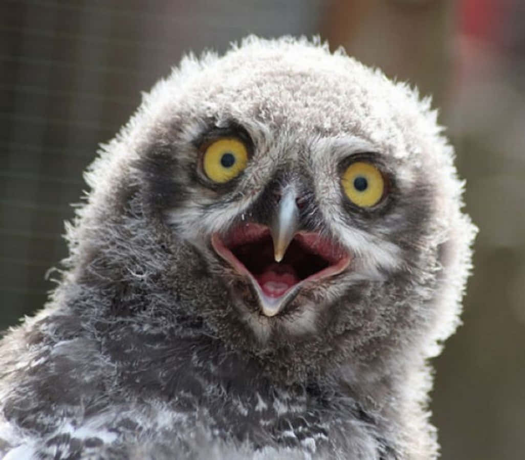 Funny Owl Fluffy Feathers Screaming Picture