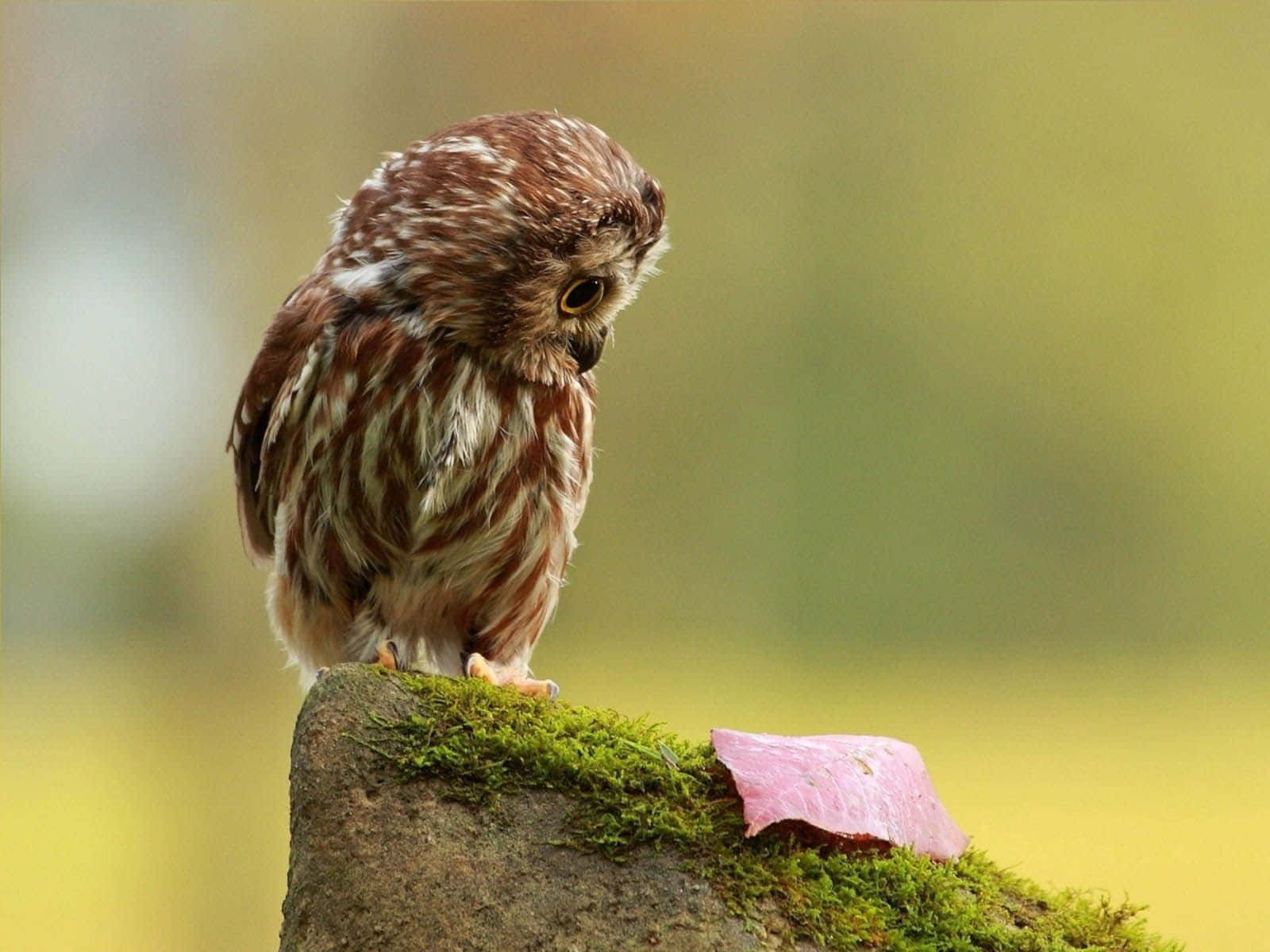 Funny Owl Looking At Food On Mossy Rock Picture