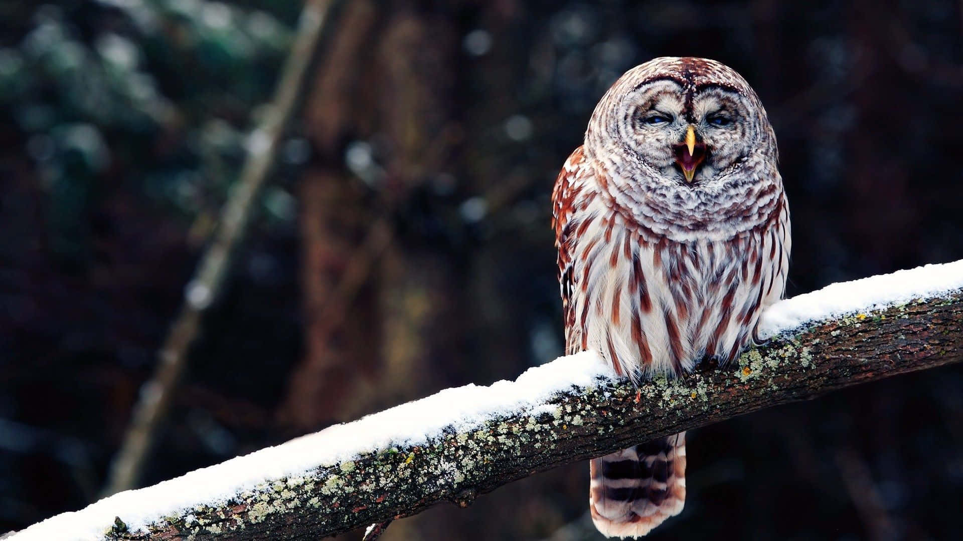 Funny Owl Happy On Snowy Tree Branch Picture
