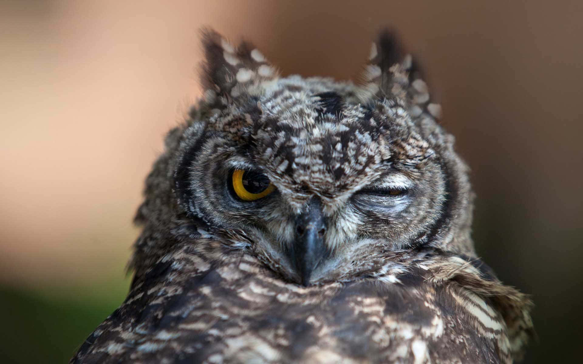 Funny Owl Fluffy Winking Picture