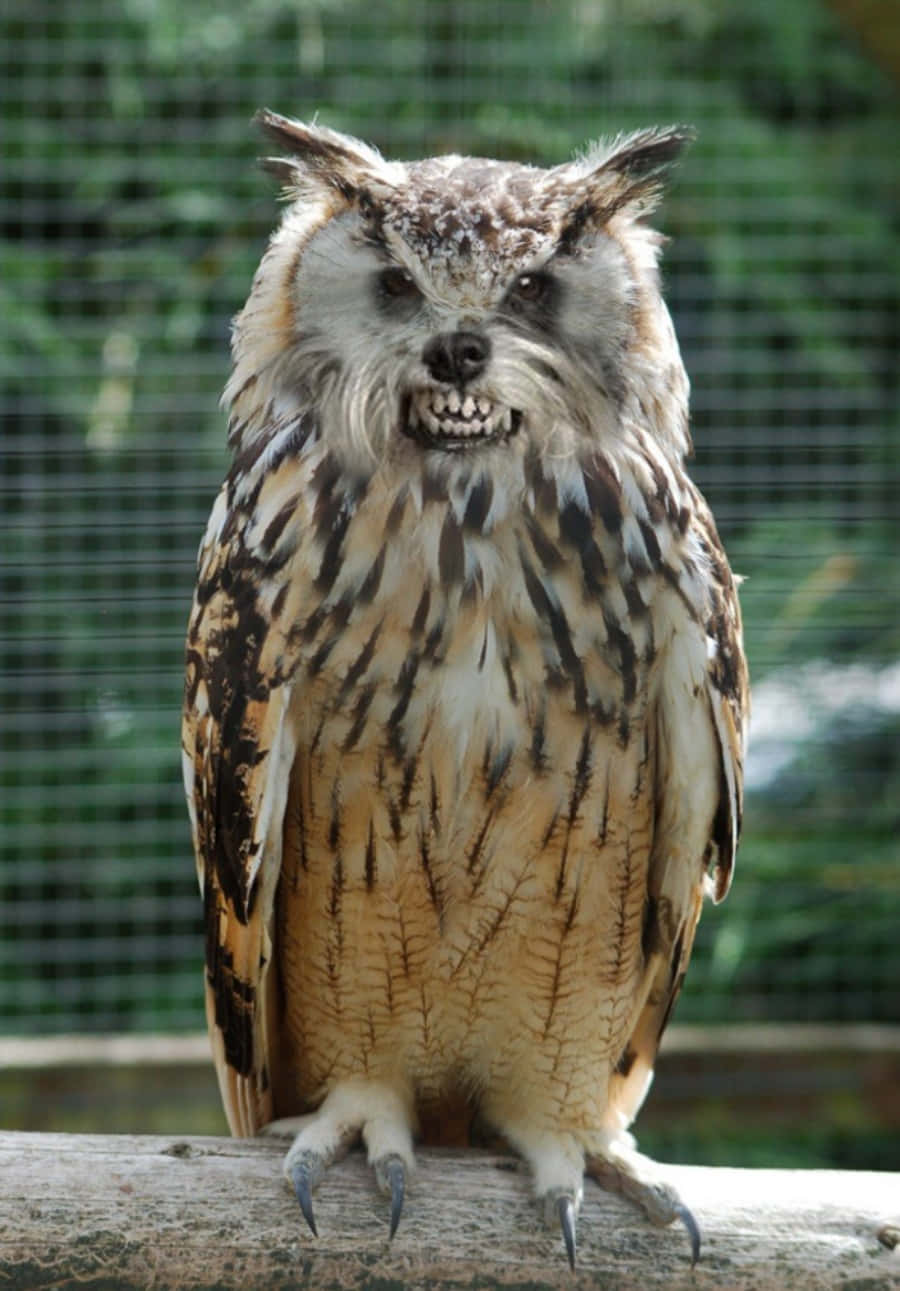 Funny Owl Flashing Teeth Picture