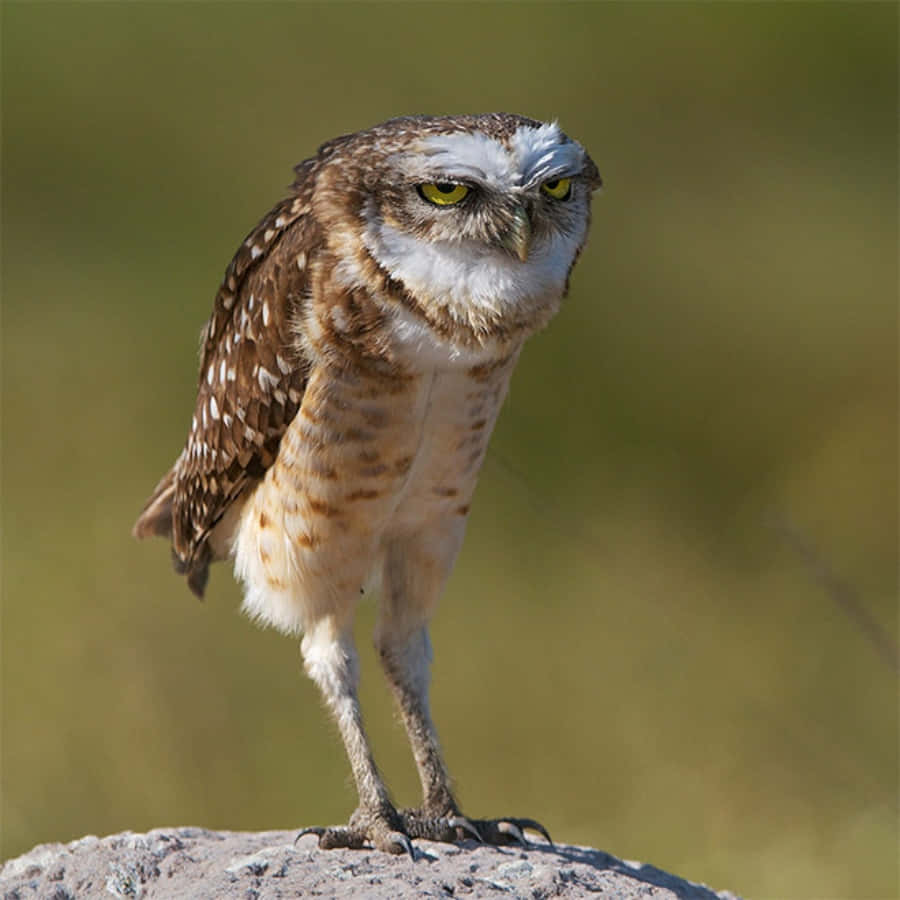 "Hilarious Owl Showing Off Its Comical Side"