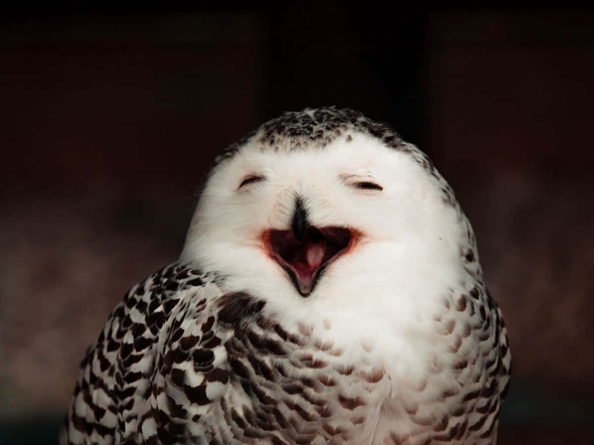 Funny Owl Black And White Feathers Laughing Picture