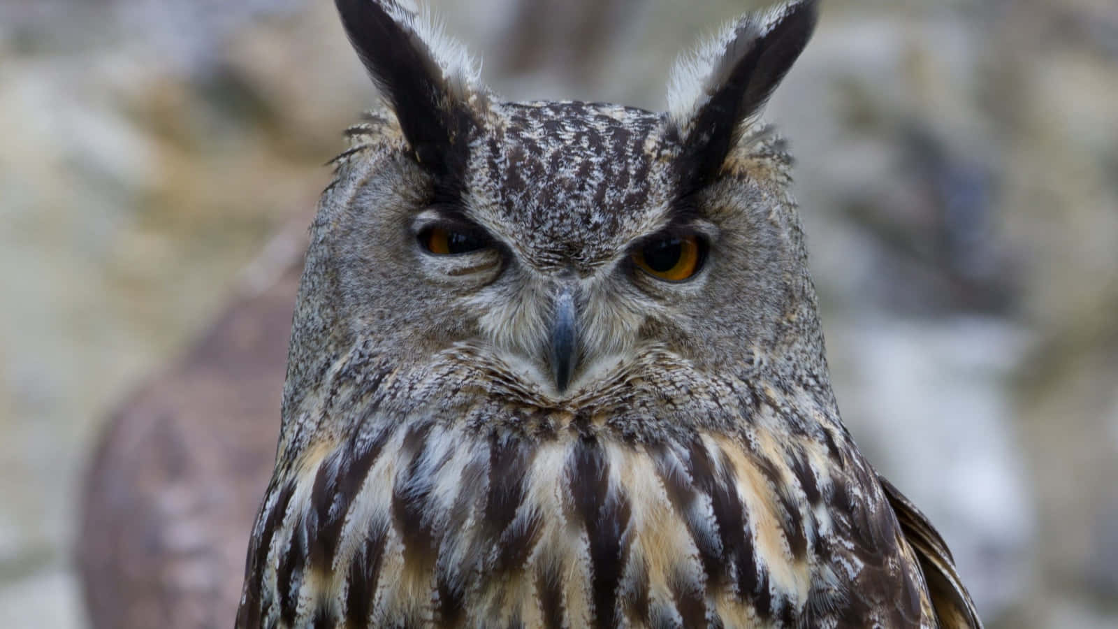 Funny Owl With Black Feathers Glare Picture