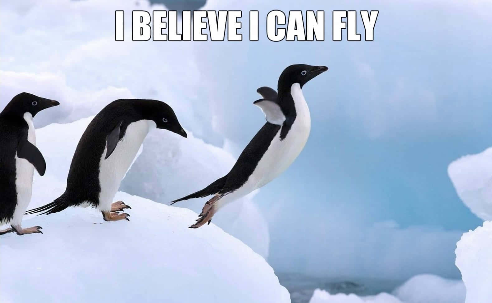 Funny Penguin Pictures