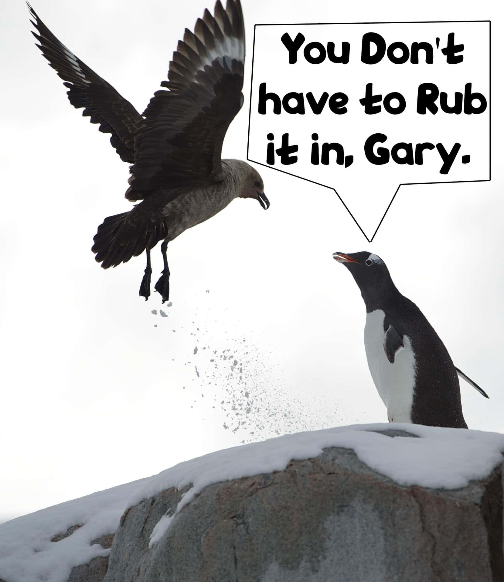 Download Funny Penguin Pictures 2079 x 2405 