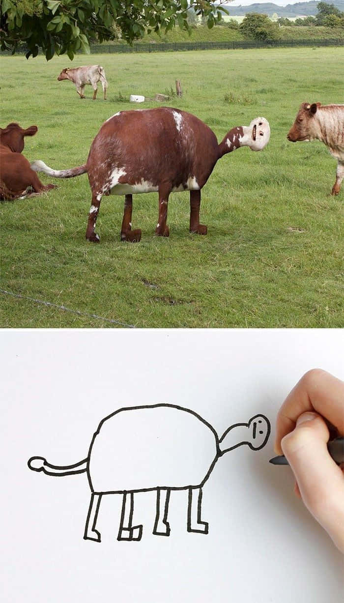 Funny People Drawing Distorted Cow Pictures