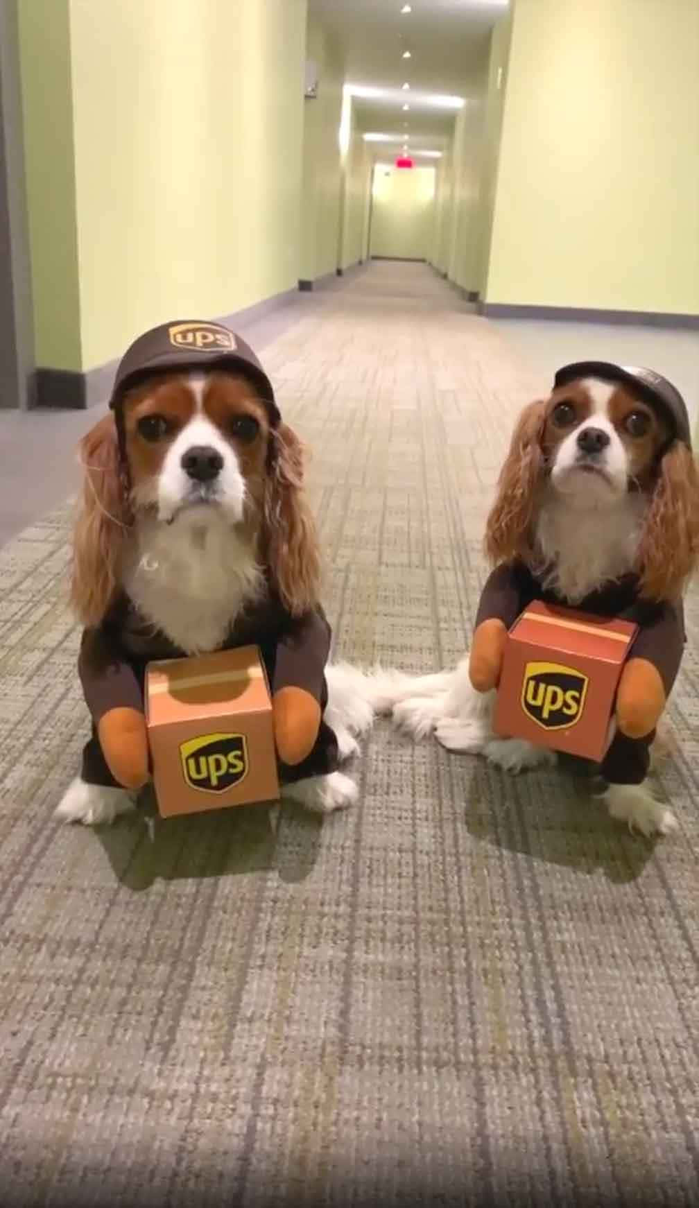 Tvåhundar Utklädda Till Ups-leveranshundar