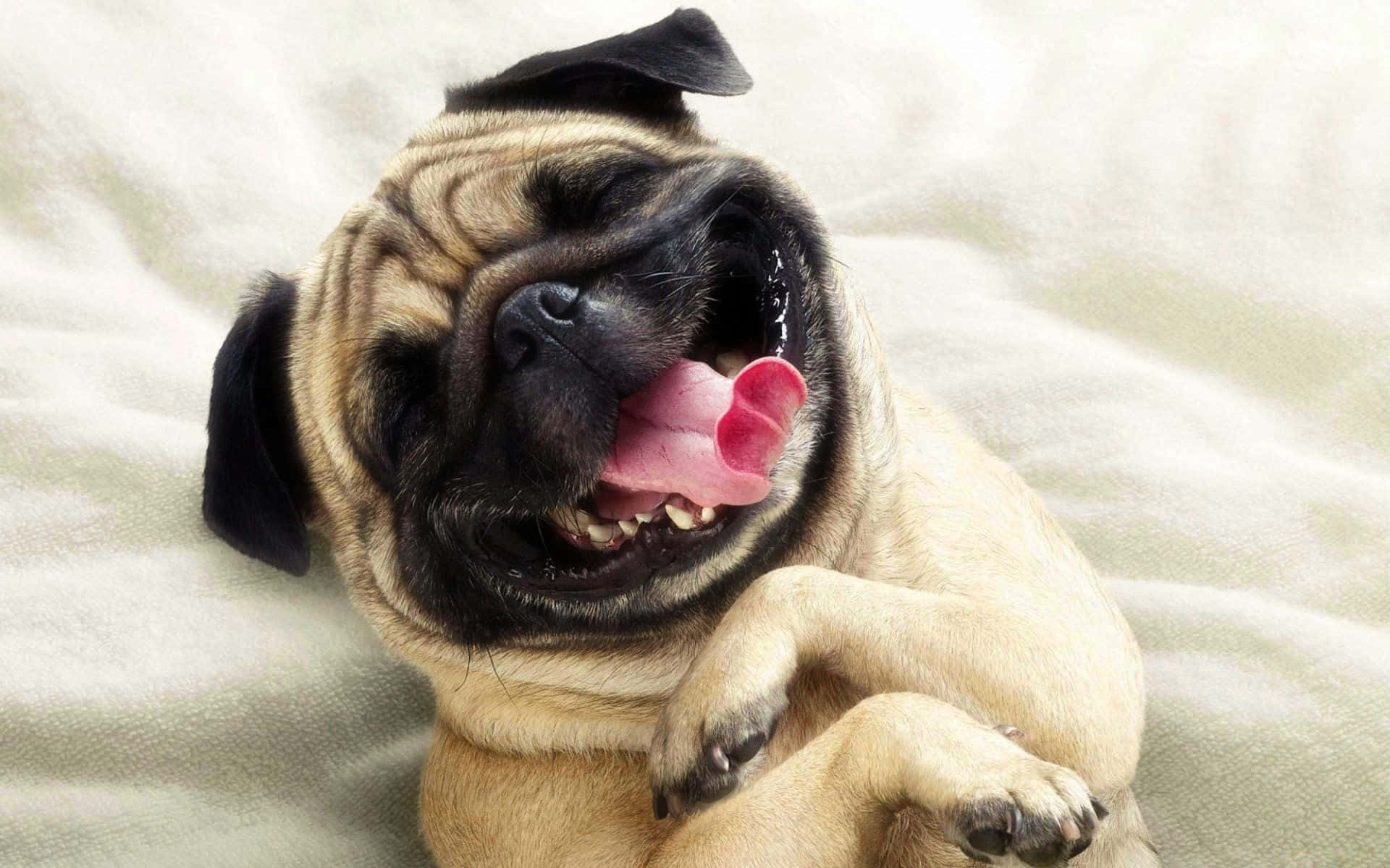 A Pug Dog Is Laying On A Bed With Its Tongue Out