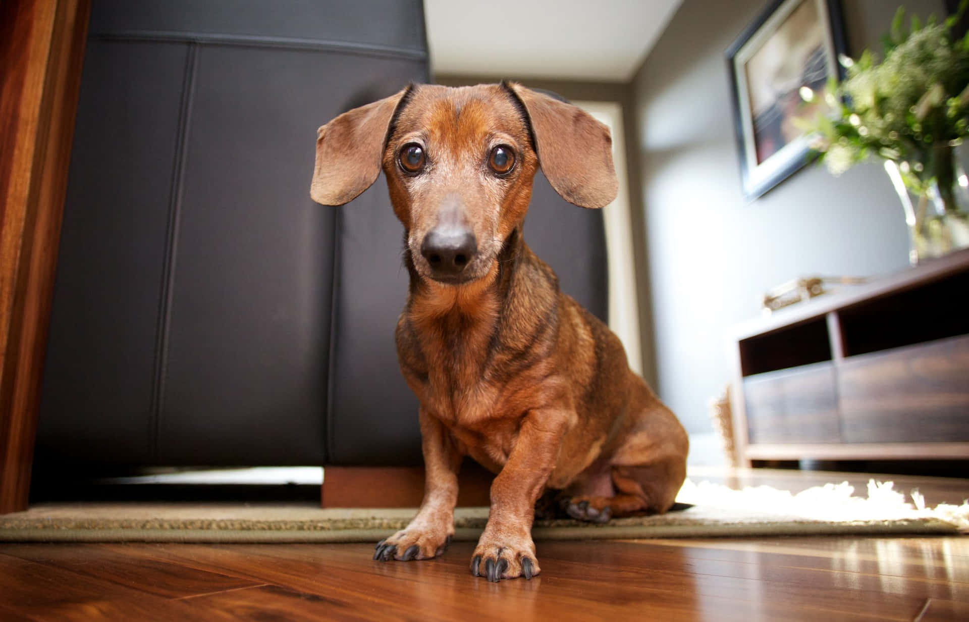 A Brown And Tan Dog Sitting On The Floor