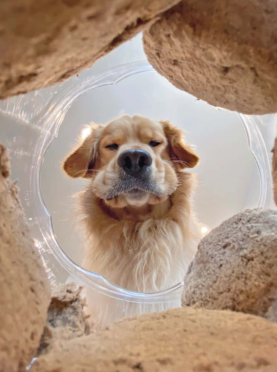 A Dog Is Looking Out Of A Hole In The Ground