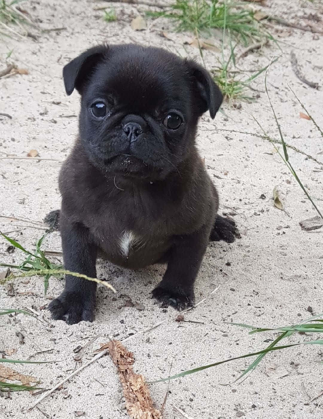 Funny Pug Black On Dirt Picture