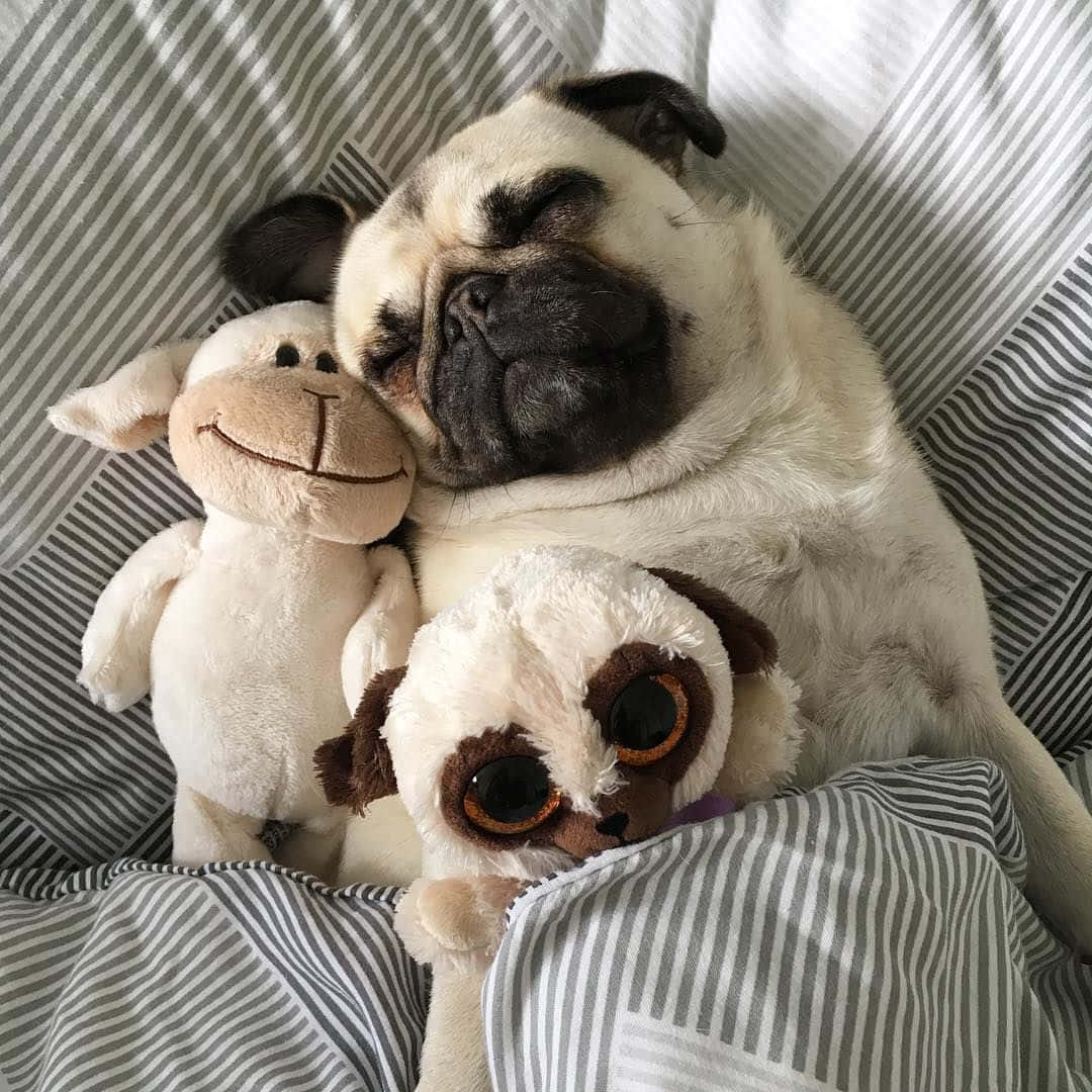 Funny Pug With Stuffed Animals Picture