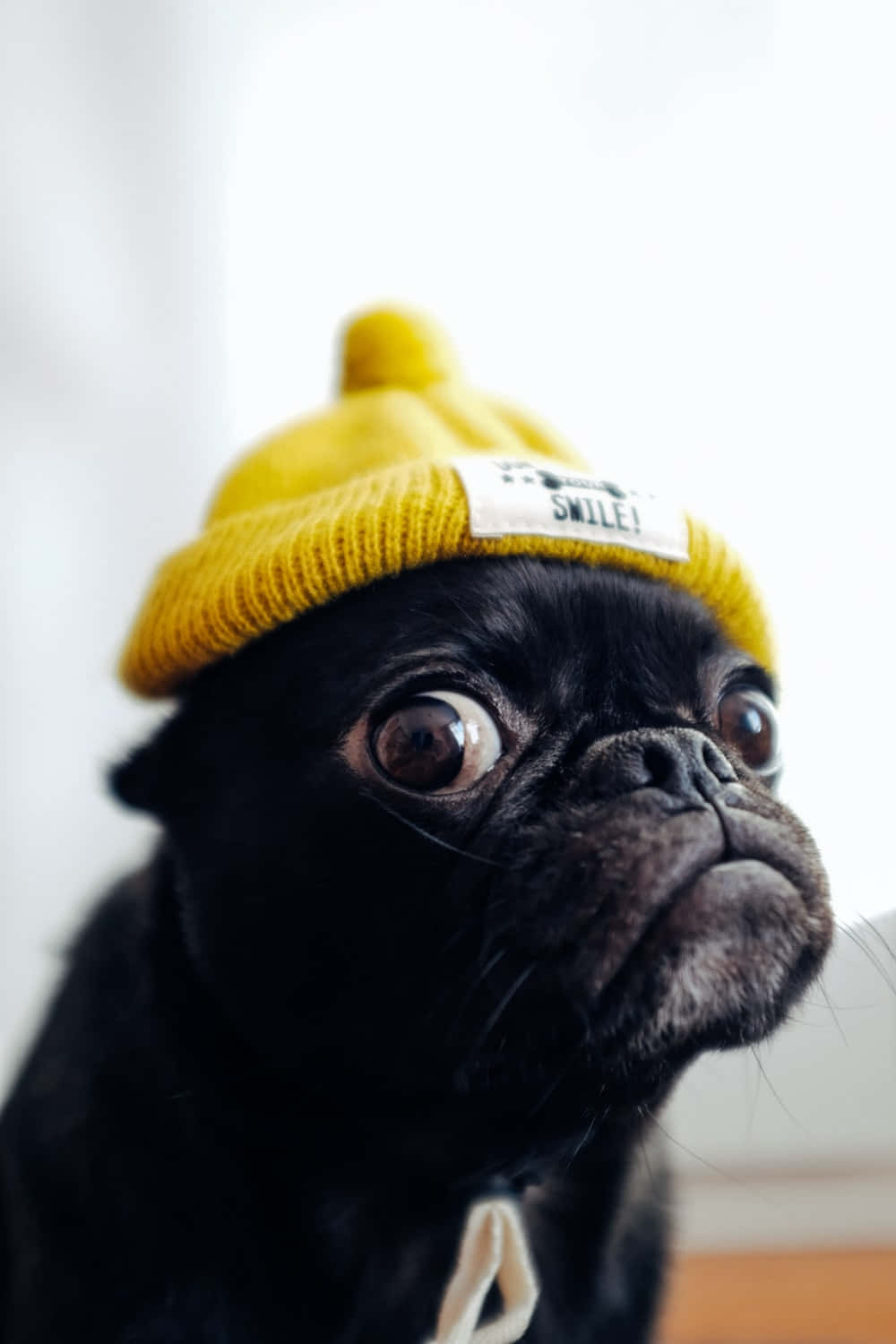 Funny Pug Black Wearing Hat Picture