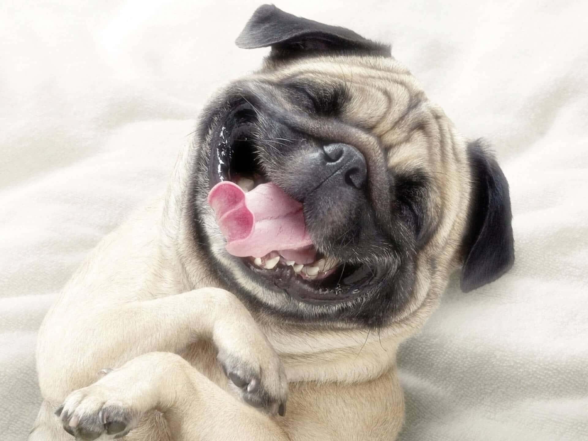 Funny Pug Laughing Happily Picture