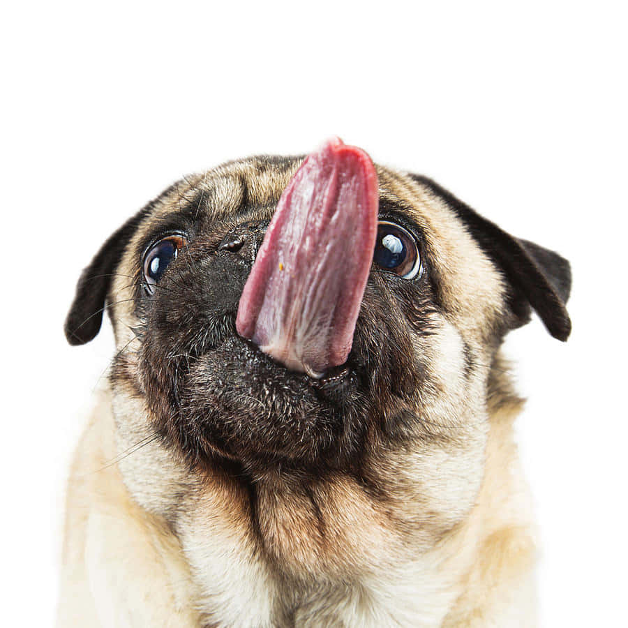 Lustigesbild Eines Pugs Mit Herausgestreckter Zunge.