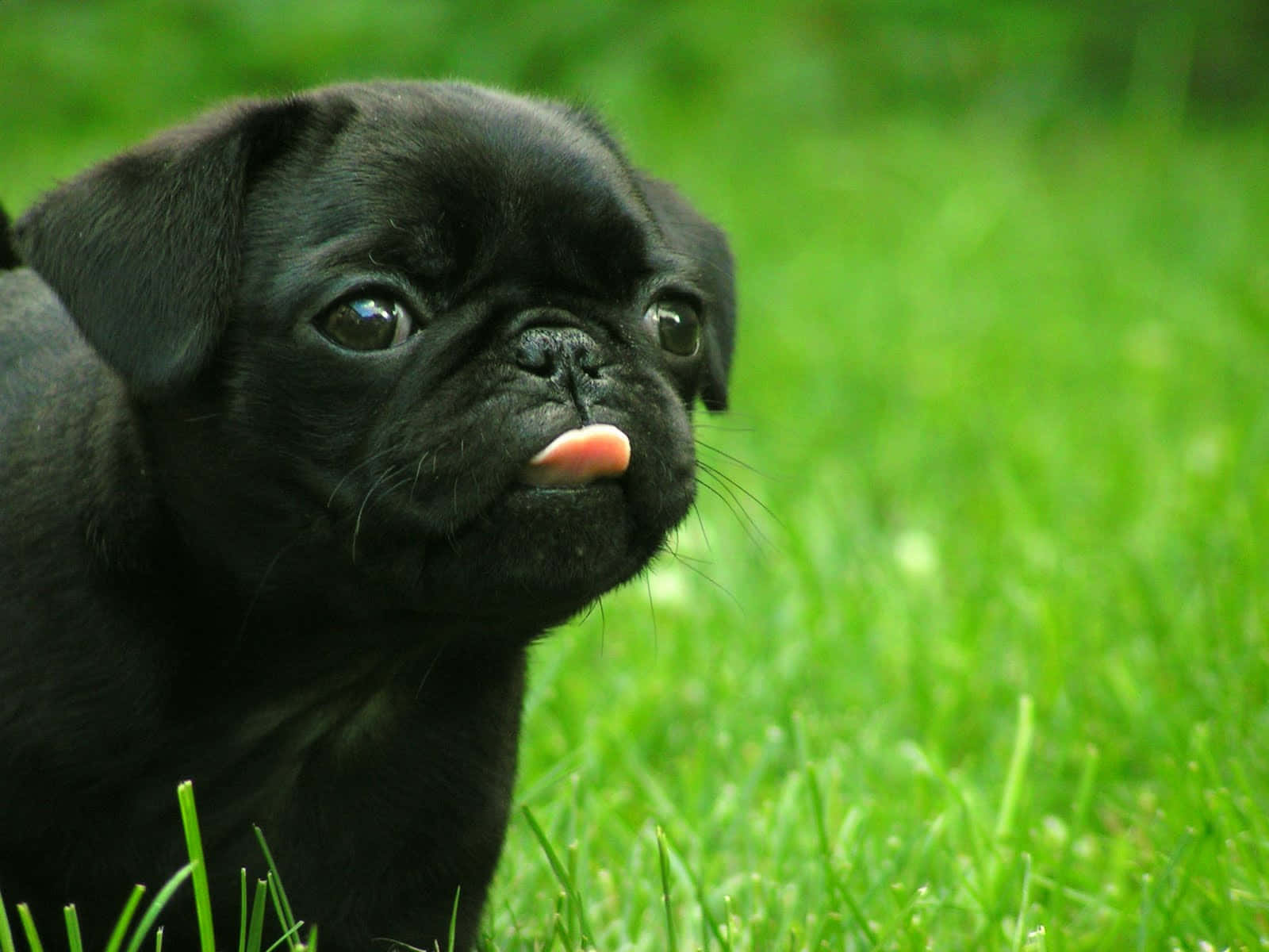 Lustigeswelpen-pug-bild Mit Herausgestreckter Zunge