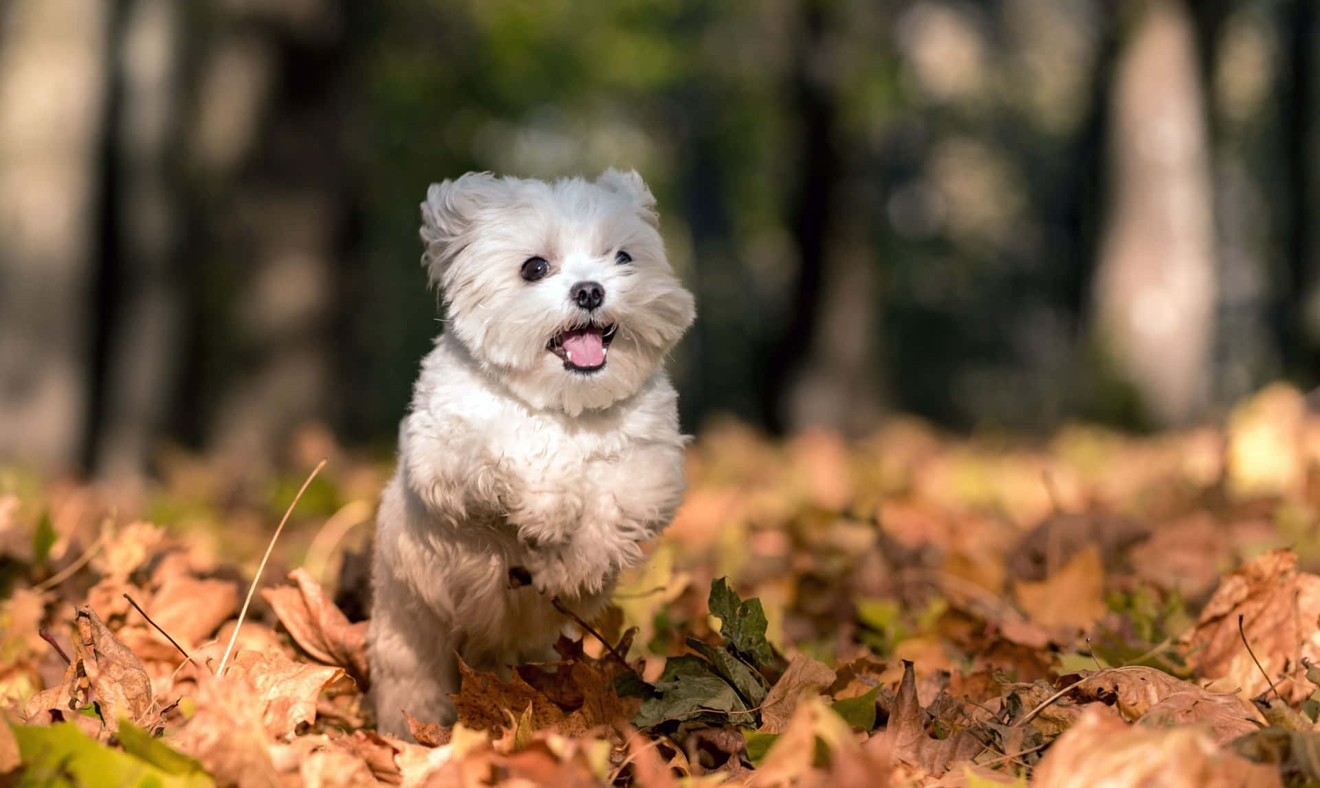 Divertenteimmagine Di Un Cucciolo Su Foglie D'autunno