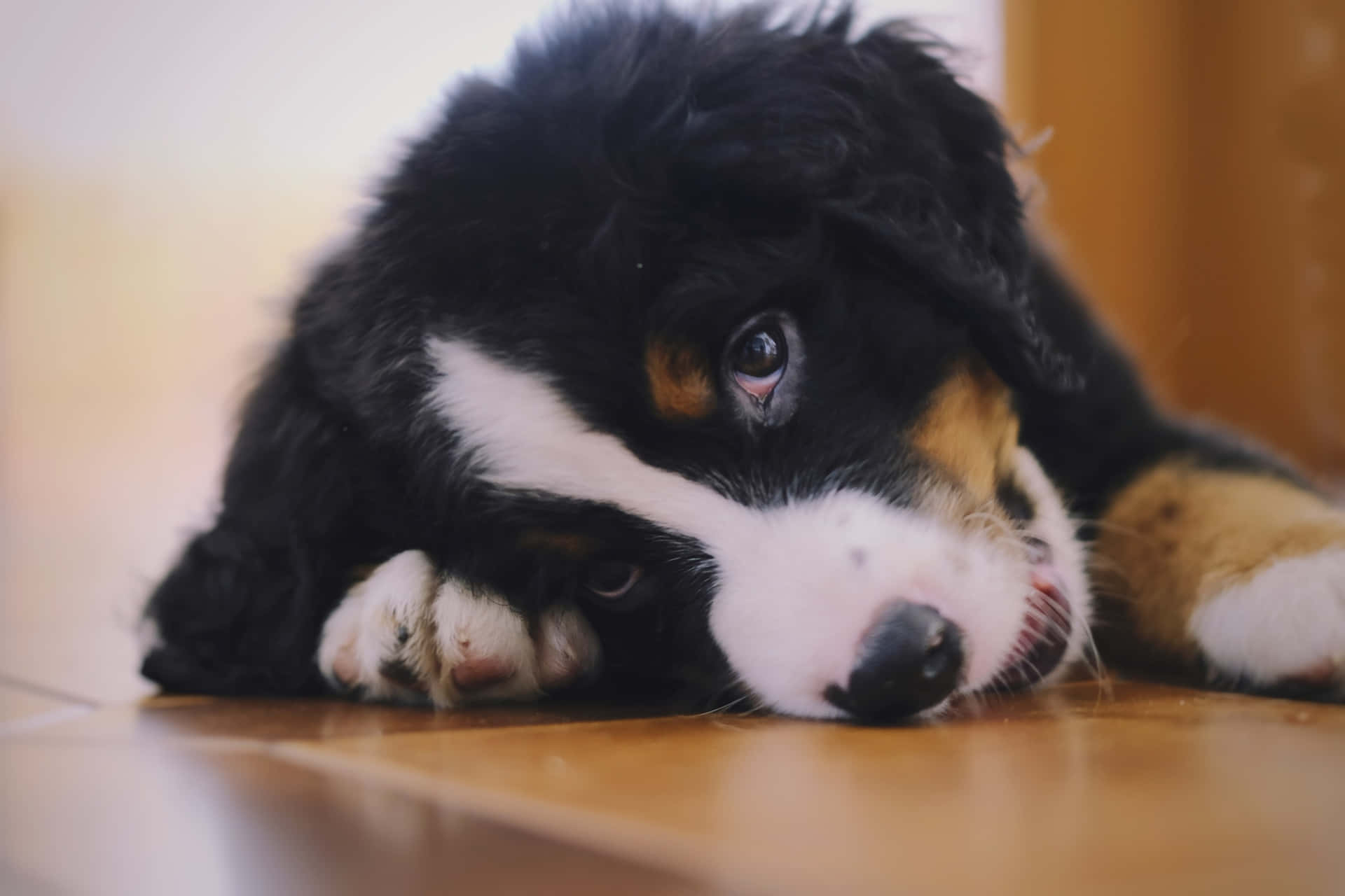 Funny Puppy Laying On Wooden Floor Picture