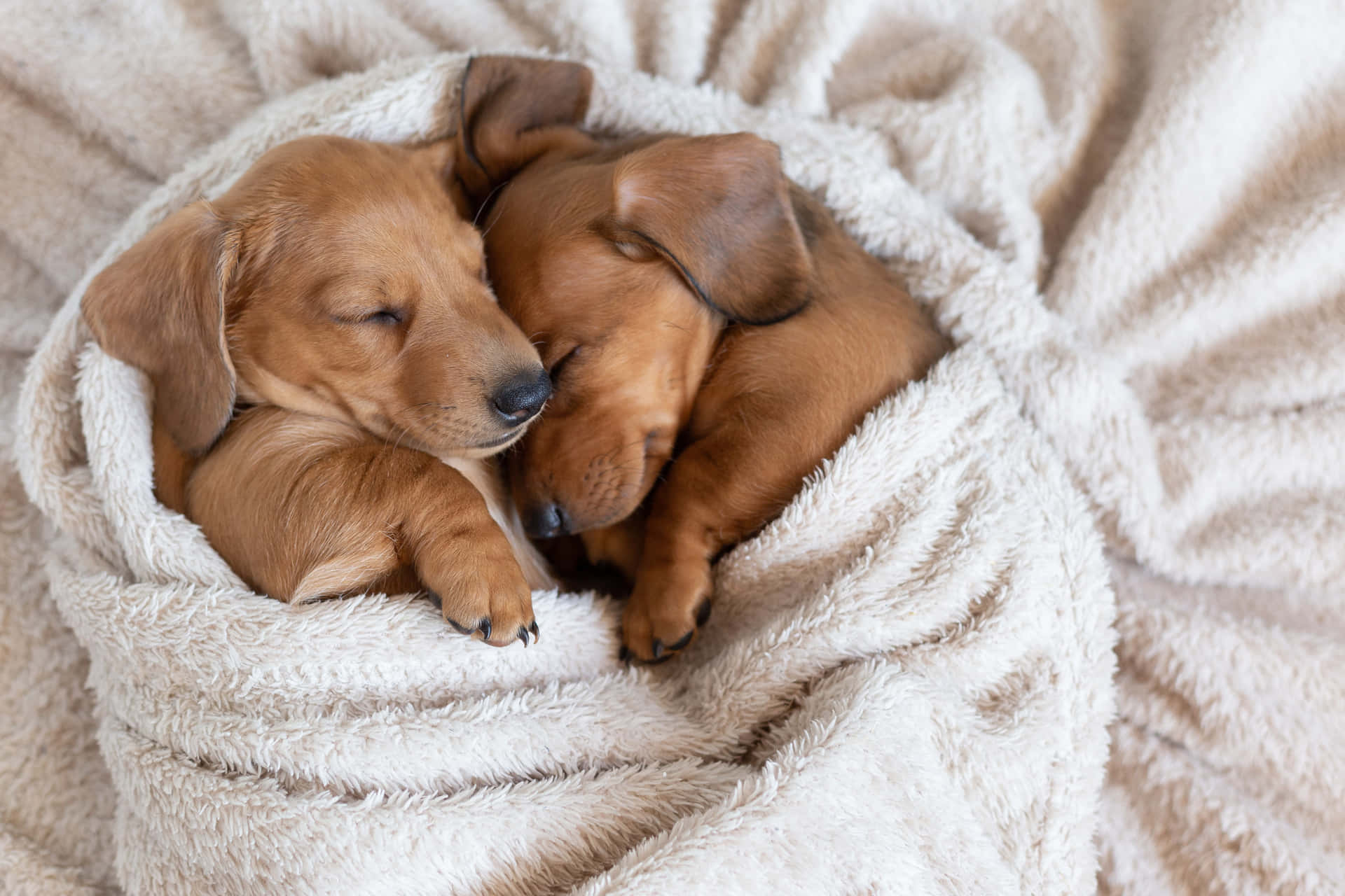 Funny Puppy Cuddling In Blanket Picture