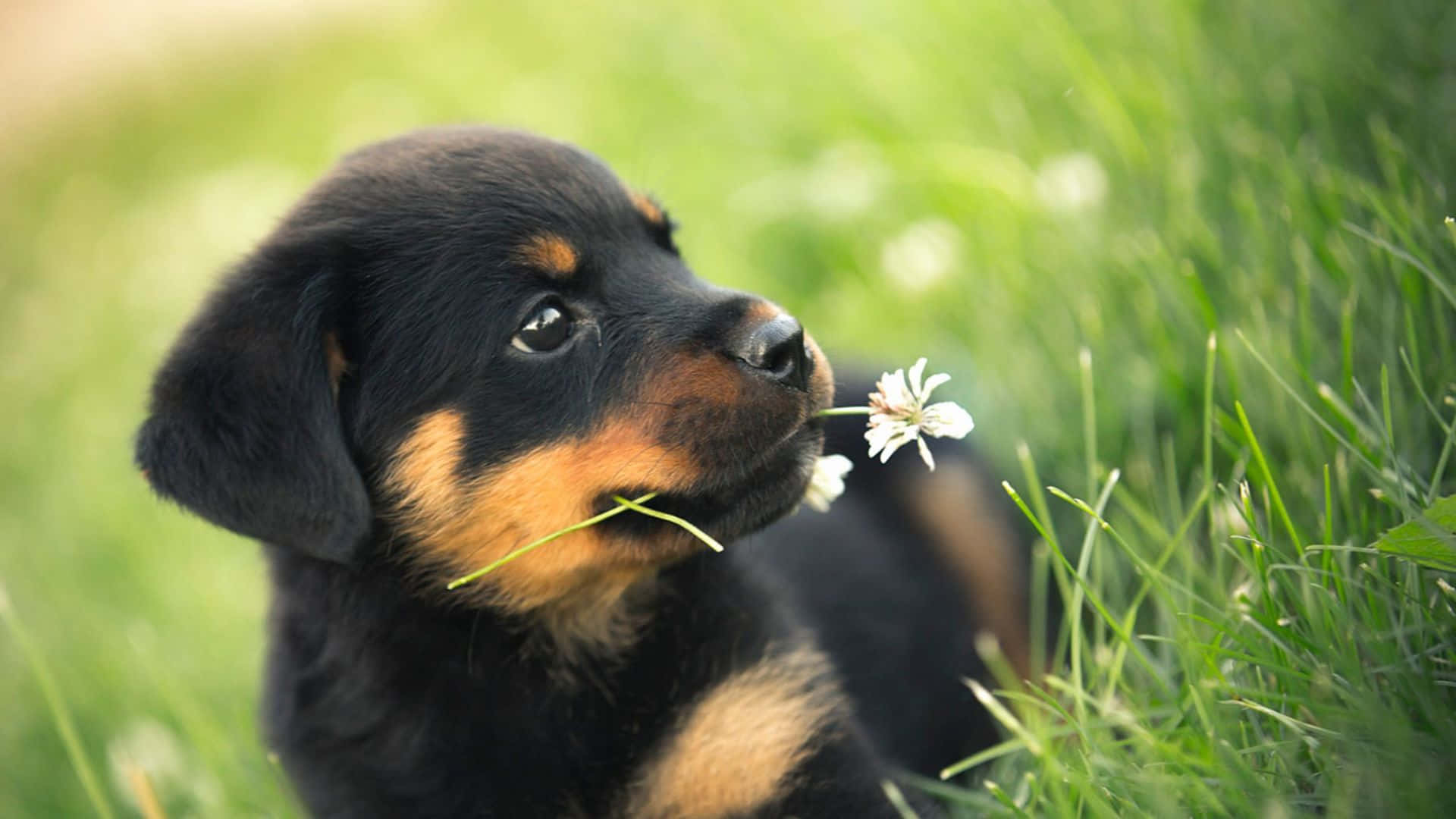 Funny Puppy Eating Flower Picture