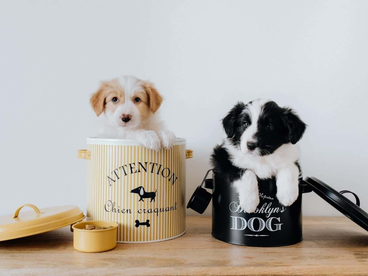 Funny Puppy In Matching Mugs Picture