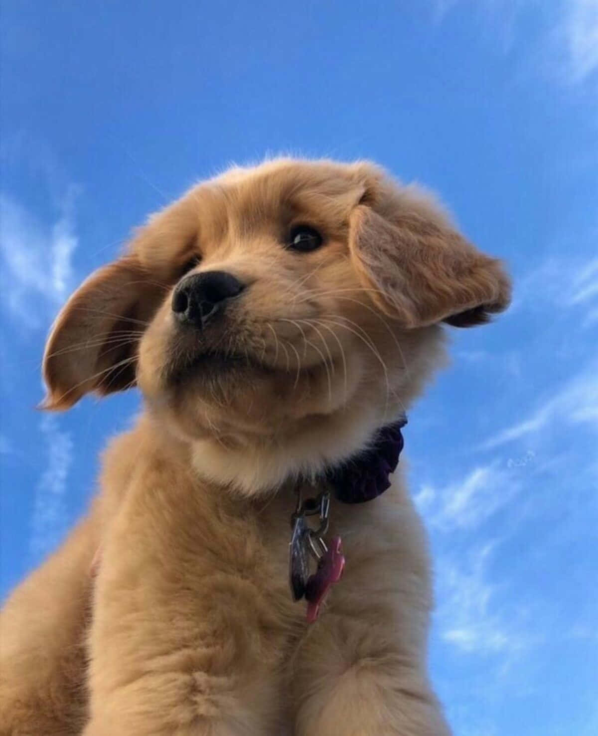 Imagendivertida De Un Cachorro Golden Retriever En El Cielo
