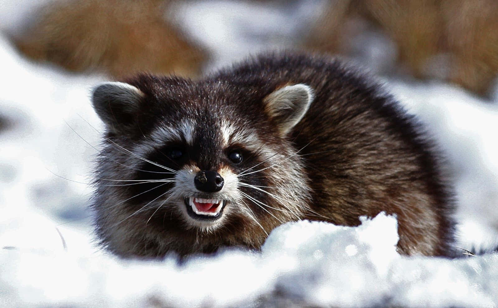 A Raccoon Is Standing In The Snow