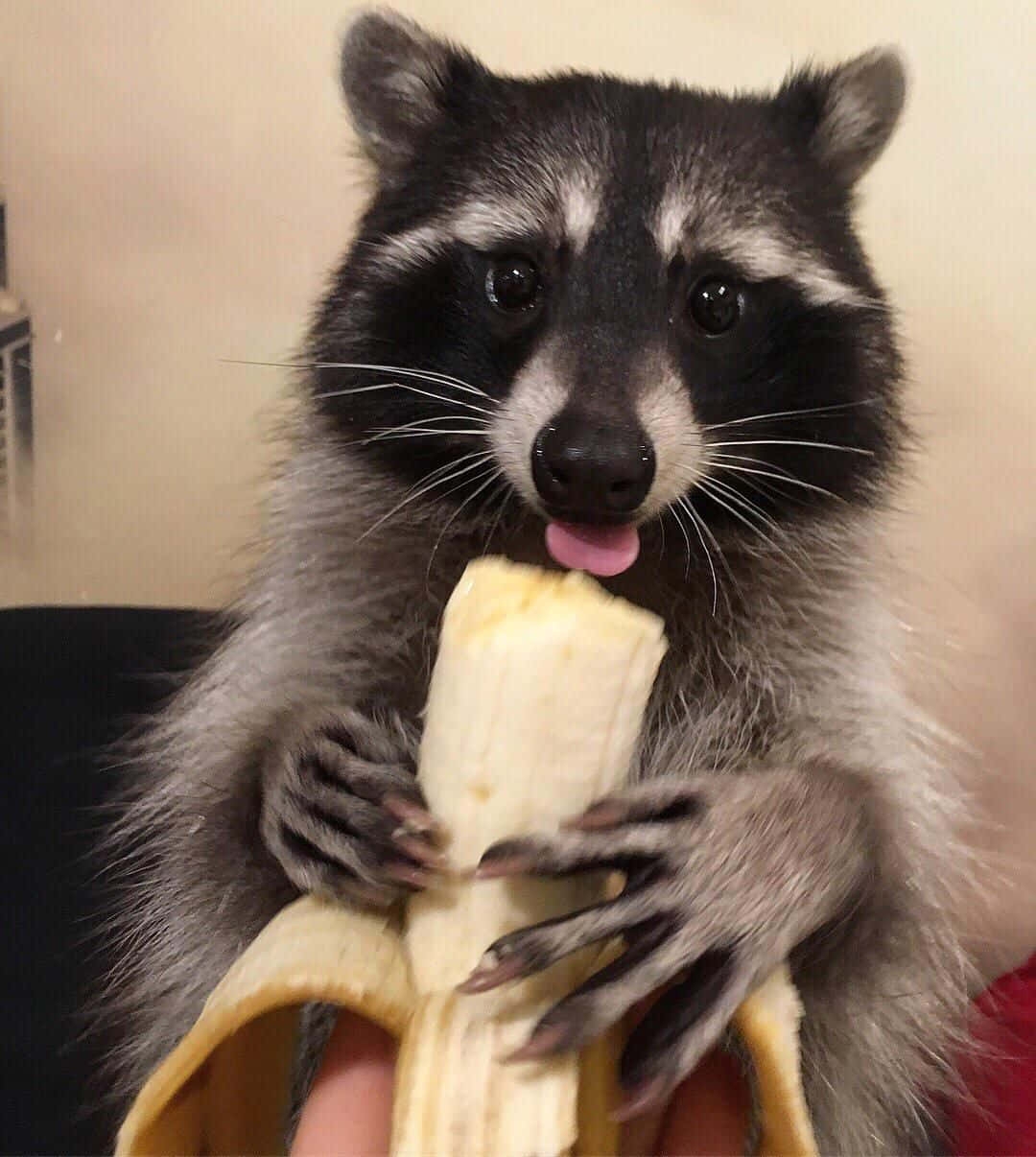 Funny Raccoon Cute Eating Banana Tongue Out Picture