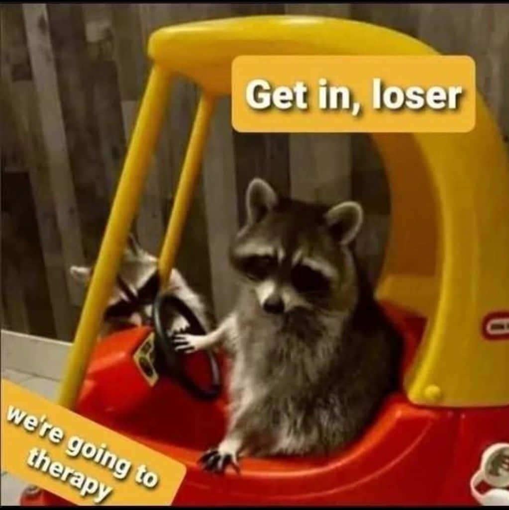 Funny Raccoon Get In Loser Meme Picture