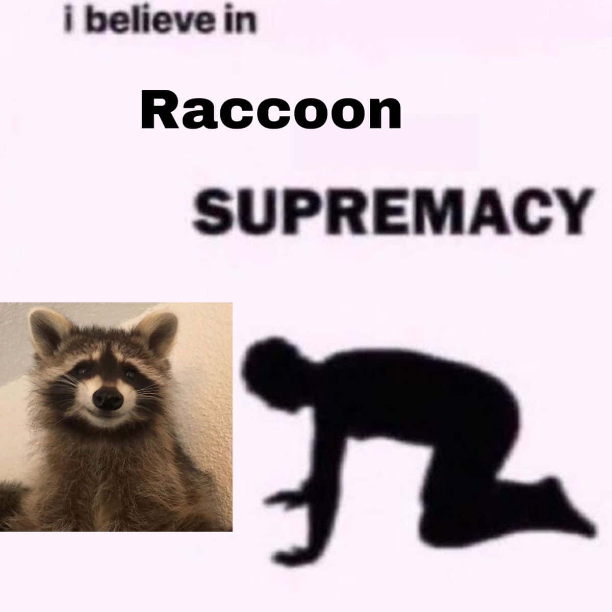 Funny Raccoon Supremacy Bow Down Meme Picture