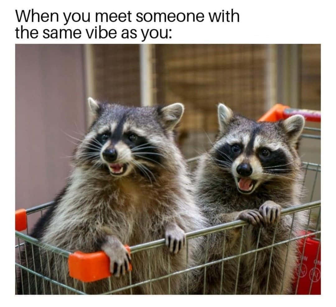 Funny Raccoon Shocked Shopping Cart Picture