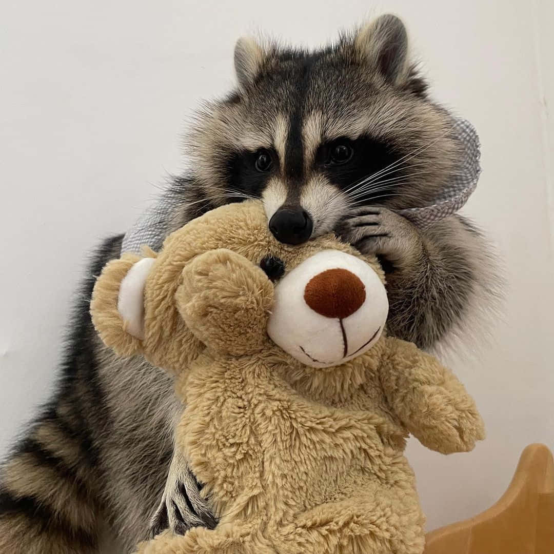 Funny Raccoon Cute Hugging Teddy Bear Picture