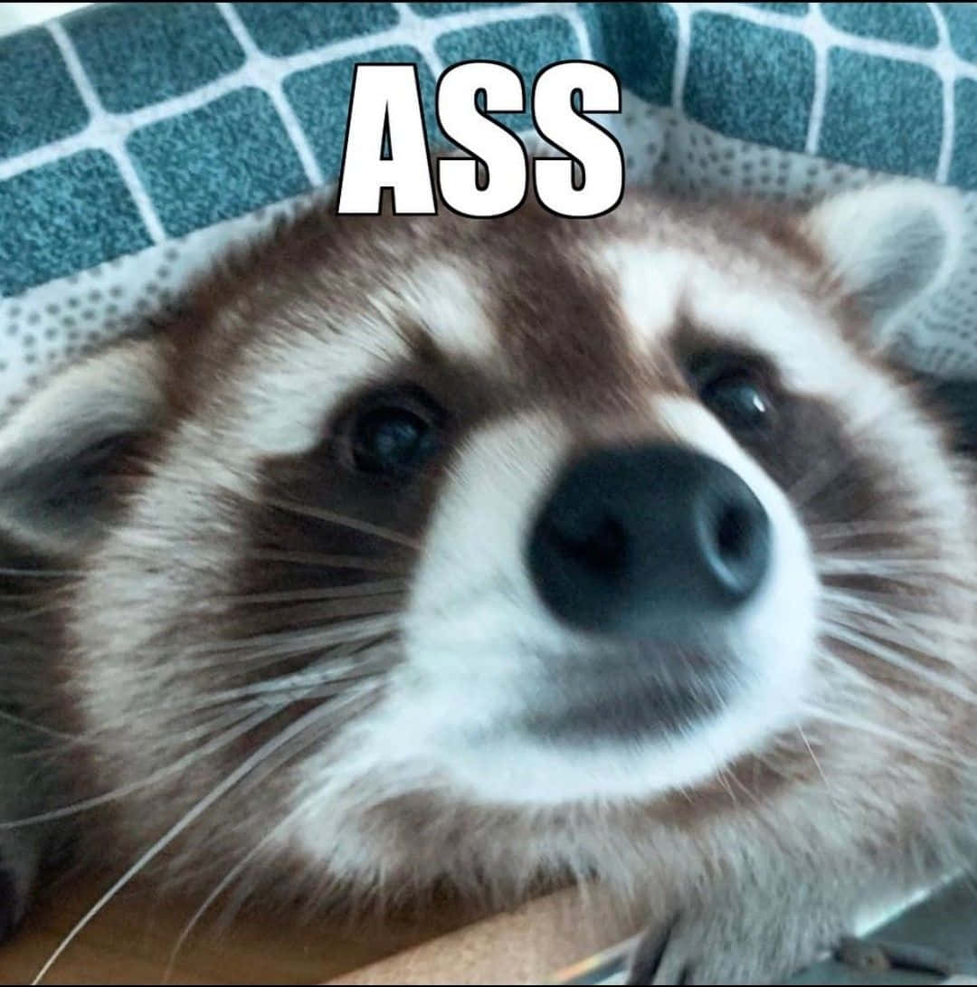 Funny Raccoon Pictures 1080 x 1091 Picture