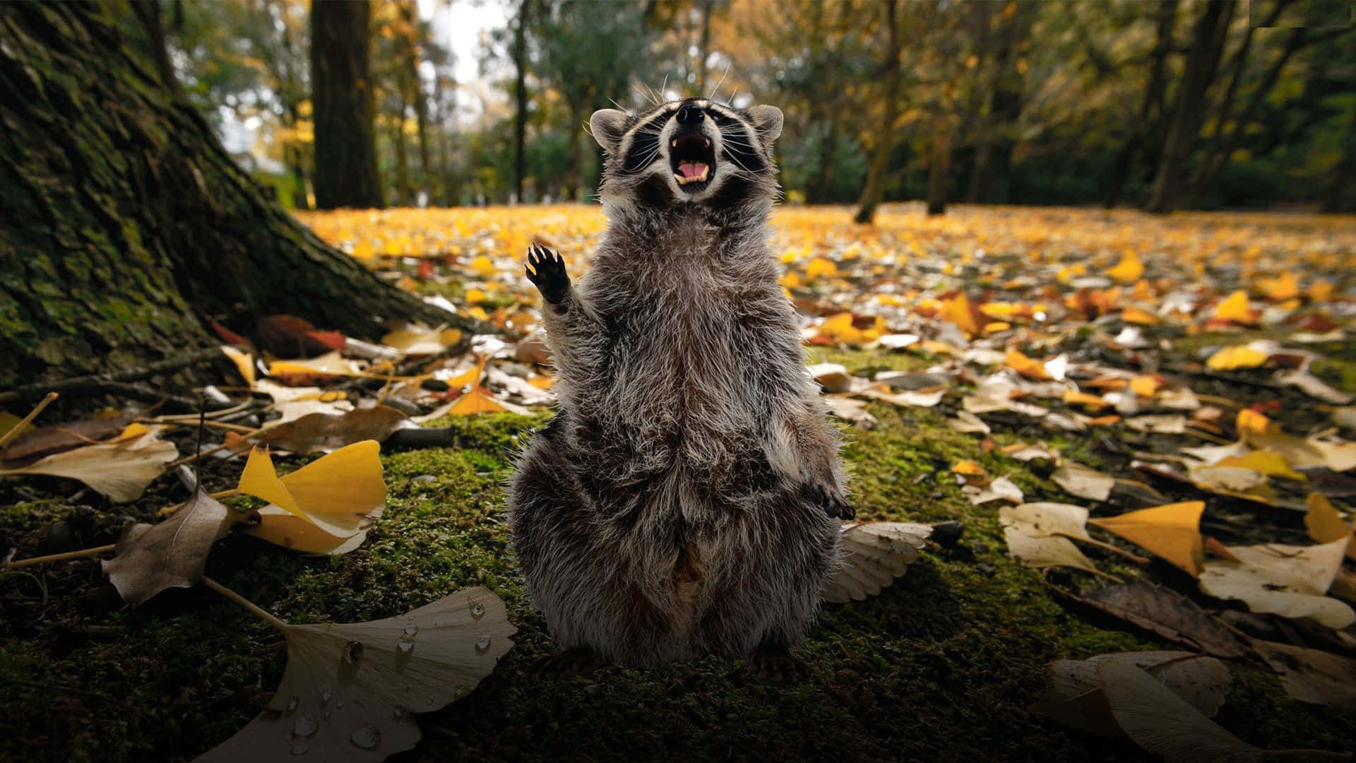 Funny Raccoon Pictures Screaming In Autumn Forest Picture