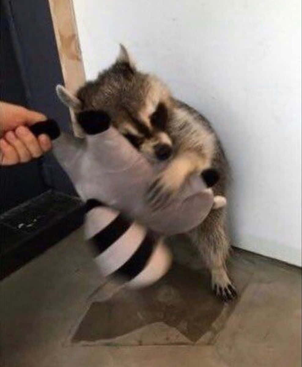 Funny Raccoon Hugging Stuffed Toy Picture